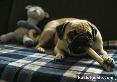 二十一点新手红包领取全攻略及USDT提现操作详解